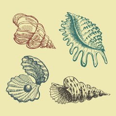 Seashells