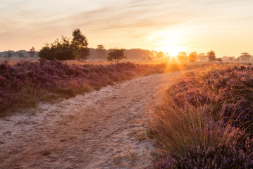 Colorful sunrise over the Dutch heath landscape with flowering heather. Drenthe, the Netherlands.