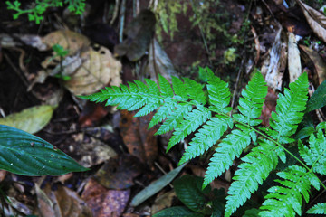  Leaves