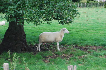 Sheep in field, Belgium