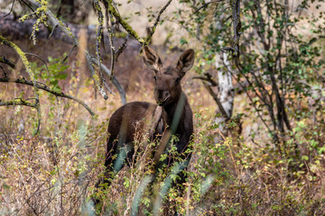 Young Moose Calf In The Forest.