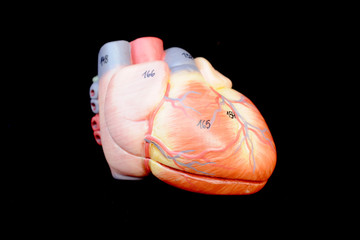 human heart anatomy model