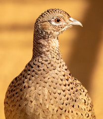 Portrait of a female pheasant in a zoo