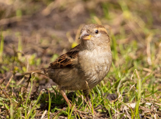Portrait of a sparrow on the ground in a park