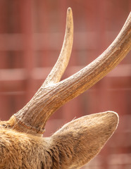 Deer horns in the park