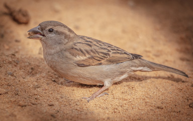 Portrait of a sparrow on the ground in a park