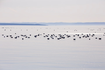 View of Île aux Basques National Historic Site of Canada, with large flock of seagulls floating in the calm shimmering waters of the St. Lawrence River during a late summer afternoon, Quebec, Canada