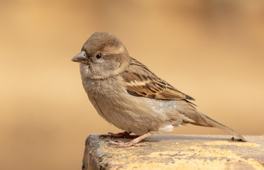 Portrait of a sparrow on the ground in a park