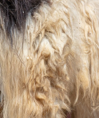 Skin on a llama as an abstract background
