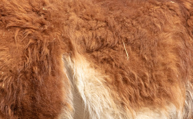 Skin on a llama as an abstract background