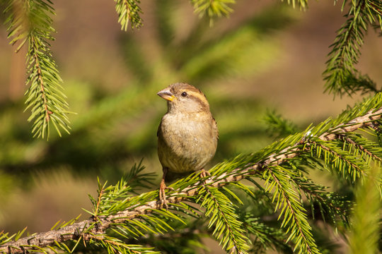Portrait of a sparrow on a conifer in a park