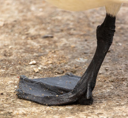 Black paw at the white swan in the park