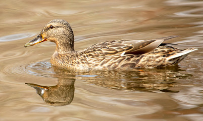 Duck swims in the water in the park