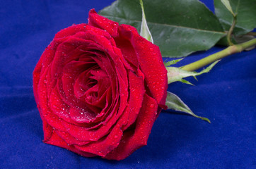 Flower rose red with water drops, with a ribbon of the Russian flag. On a blue background.