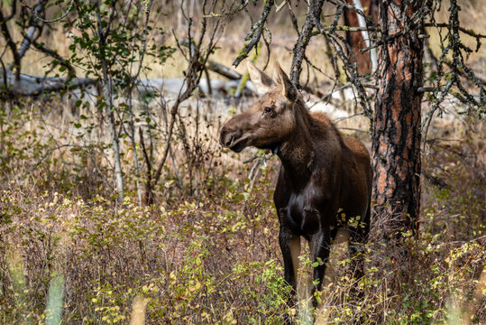 Young Moose In The Forest.
