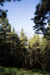 Fototapeta premium Blick durch den Wald auf den Teide
