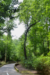 long boardwalk leading through dense south carolina forest