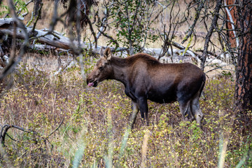 Young Moose In The Foreat.
