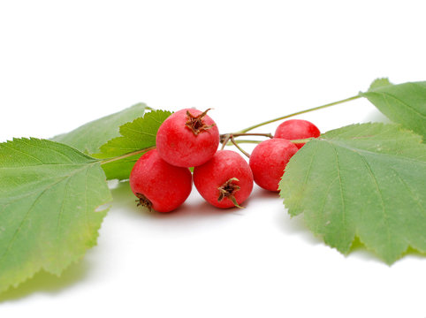 red berries with leaves on white background