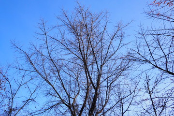  branches of the tree without leaves have a background in the blue sky