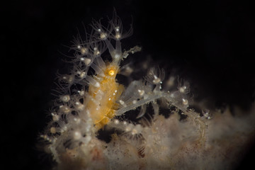 Spiny Spider crab (Achaeus spinosus). Underwater macro photography from Lembeh Strait, Indonesia 