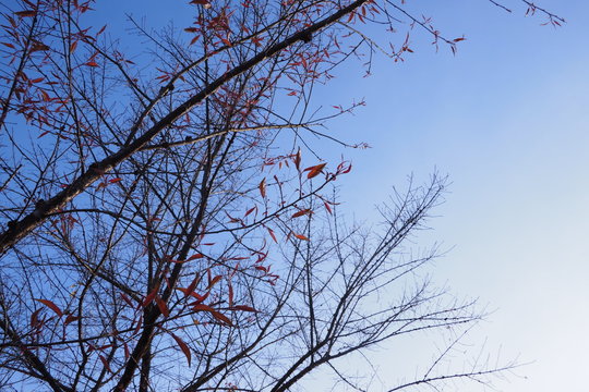 The branches of the tree without leaves have a background in the blue sky
