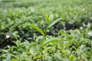 Growing tea leaves in tea plantation