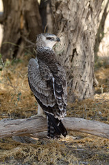 Aigle martial, Polemaetus bellicosus, Martial Eagle