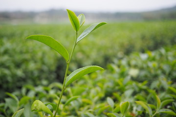 Young tea leaves in tea plantation