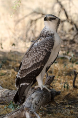 Aigle martial, Polemaetus bellicosus, Martial Eagle