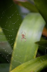 A spider and a spiderweb full of rain drops