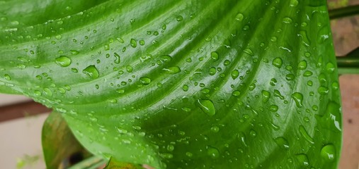 green leaf with water drops