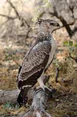 Aigle martial, Polemaetus bellicosus, Martial Eagle