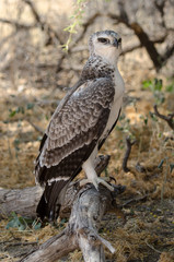 Obraz premium Aigle martial, Polemaetus bellicosus, Martial Eagle