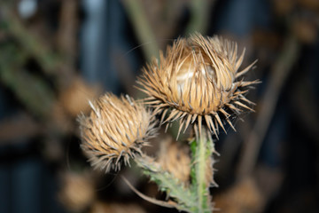 thorn, it's not a beautyful flower