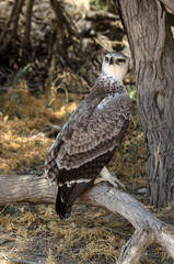 Aigle martial, Polemaetus bellicosus, Martial Eagle