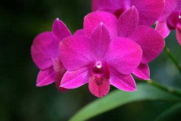 orchids flower on green blur background, orchids flower blooming.