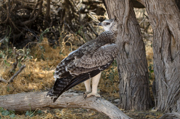 Aigle martial, Polemaetus bellicosus, Martial Eagle