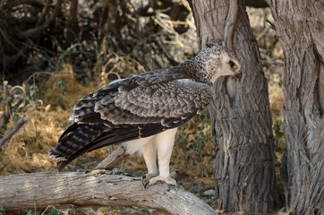 Aigle martial, Polemaetus bellicosus, Martial Eagle