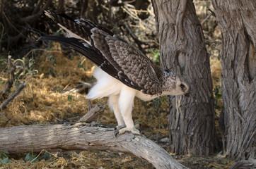 Aigle martial, Polemaetus bellicosus, Martial Eagle