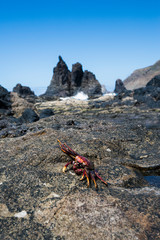 Krabbe am Strand auf Felsen