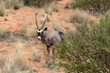 oryx gazelle, gemsbok, Oryx gazella, Parc national Kalahari, Afrique du Sud
