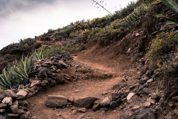Weg in tropischen Pflanzen