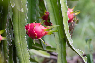 Dragon fruit on field or  Landscape of pitahaya field