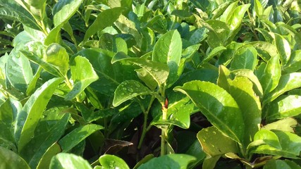 Obraz premium wet leaves, larel edge background