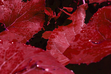 raindrops on autumn red leaves