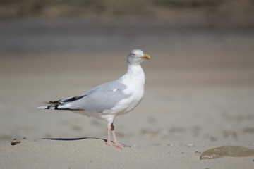 Herring gull, seagull walking across cornish beach
