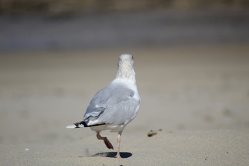 Herring gull, seagull walking across cornish beach