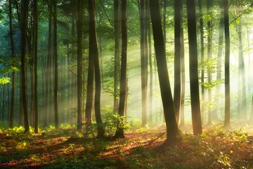 Fotobehang Bos Mooie ochtend in het bos