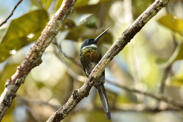great tit on branch
